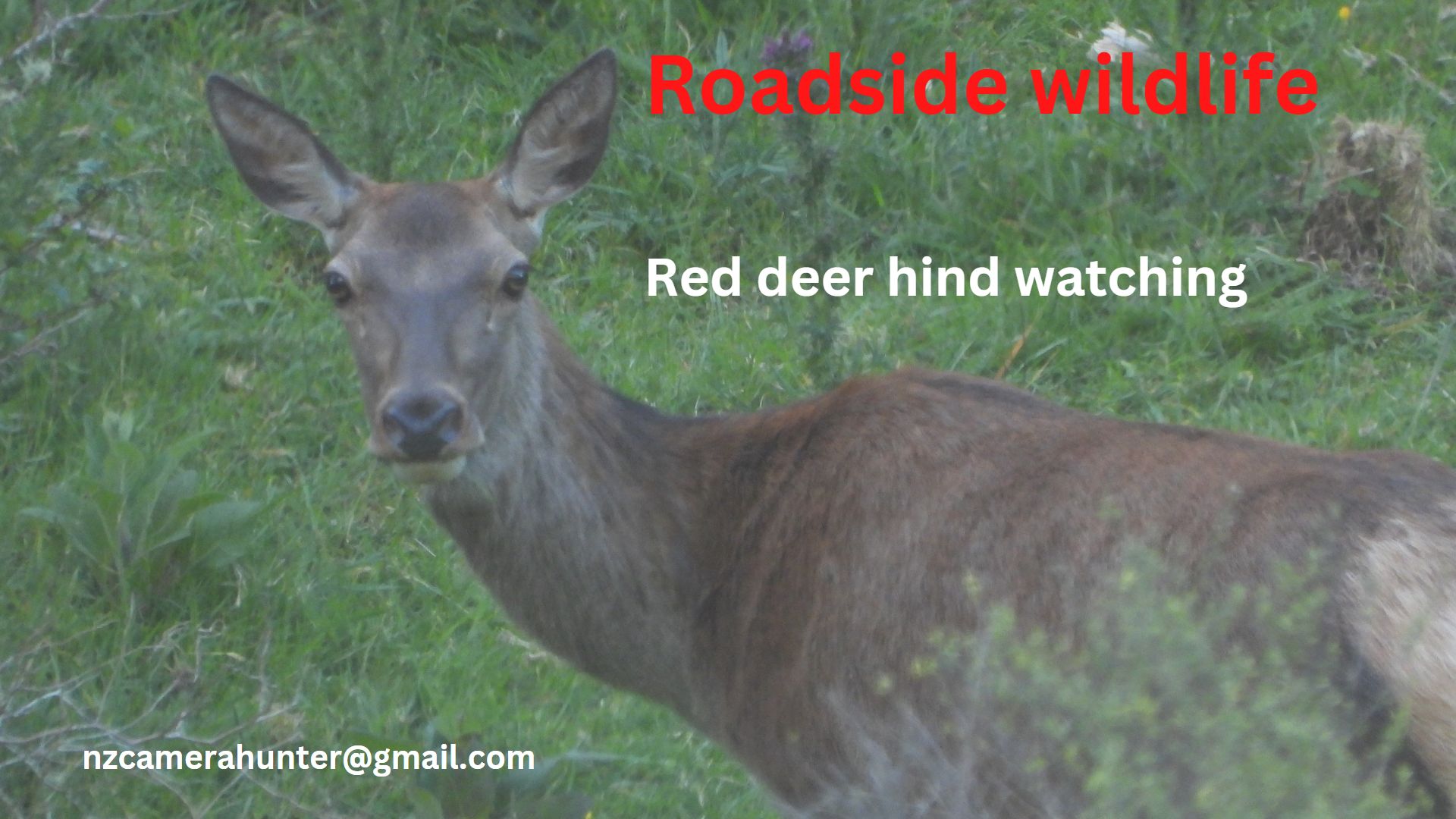 Name:  Red deer hind watching123.jpg
Views: 743
Size:  230.9 KB