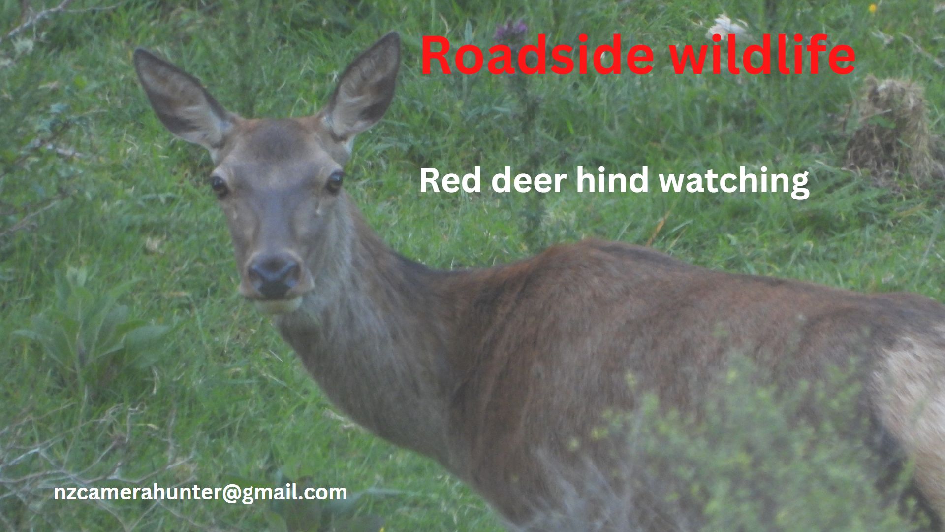 Name:  Red deer hind watching123.jpg
Views: 885
Size:  230.9 KB