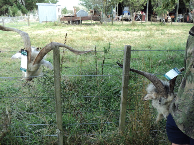 Name:  picture 3243.jpg
Views: 447
Size:  164.6 KB