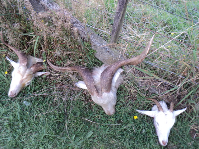 Name:  picture 3249.jpg
Views: 426
Size:  164.5 KB