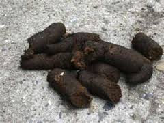 Name:  Poo.jpg
Views: 657
Size:  8.1 KB