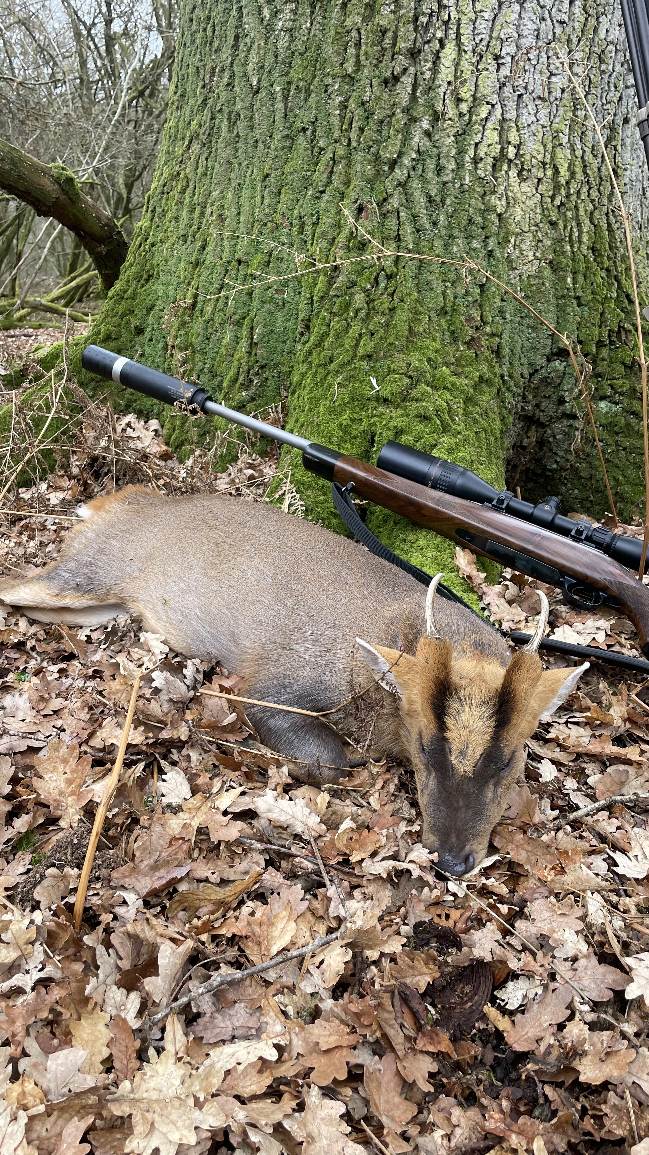 https://www.nzhuntingandshooting.co.nz/attachments/f12/216153d1675583451-stags-bucks-2023-111445e1-7612-41ec-baa2-c6a5137eaea0.jpeg