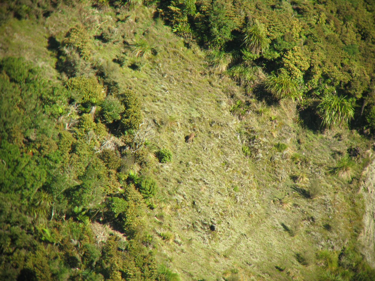 Name:  45 deer 6 crisp focus.JPG
Views: 748
Size:  375.6 KB