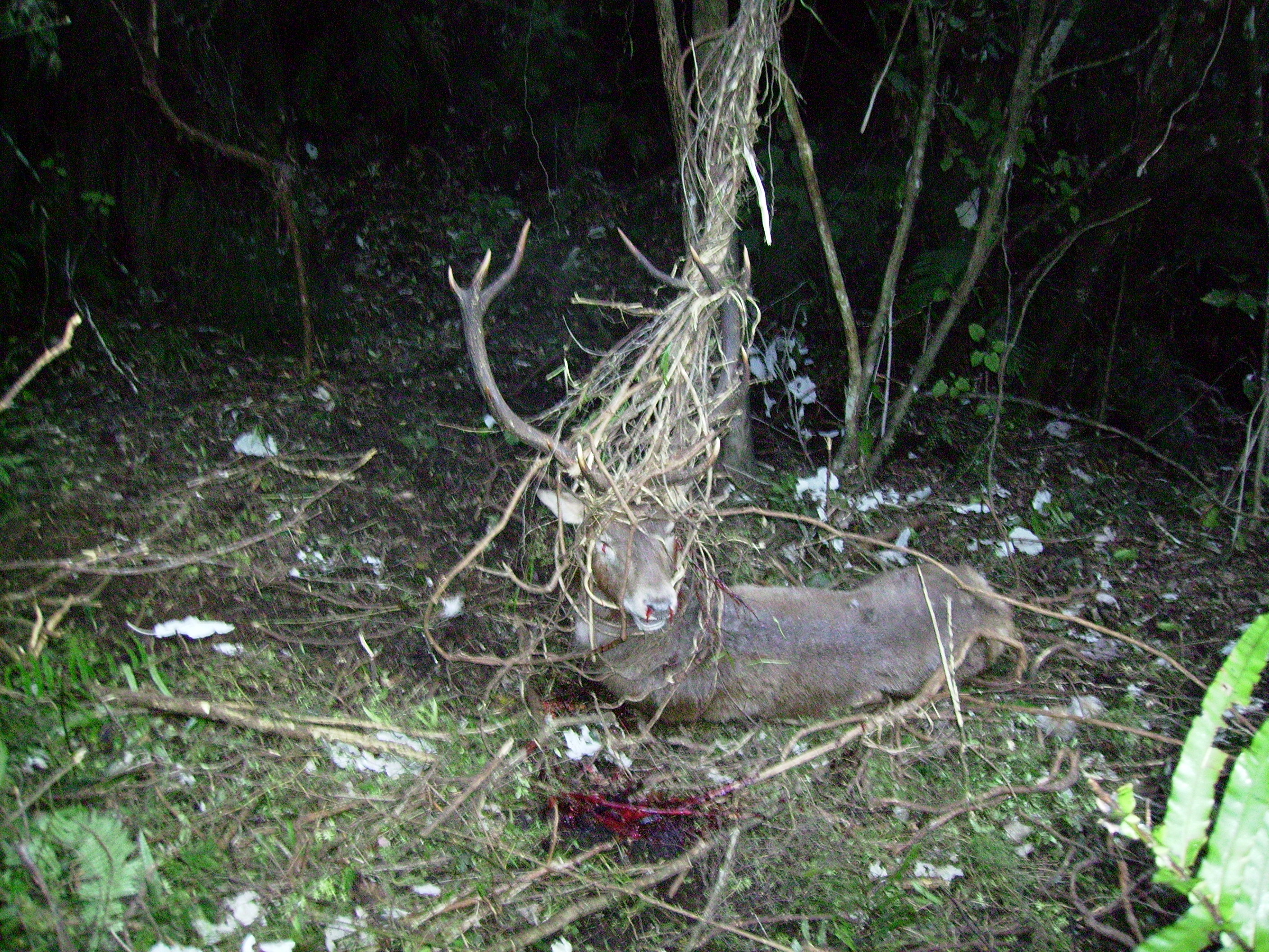 Name:  12 point stag Tihoi 27 july 06 001.jpg
Views: 1182
Size:  2.45 MB