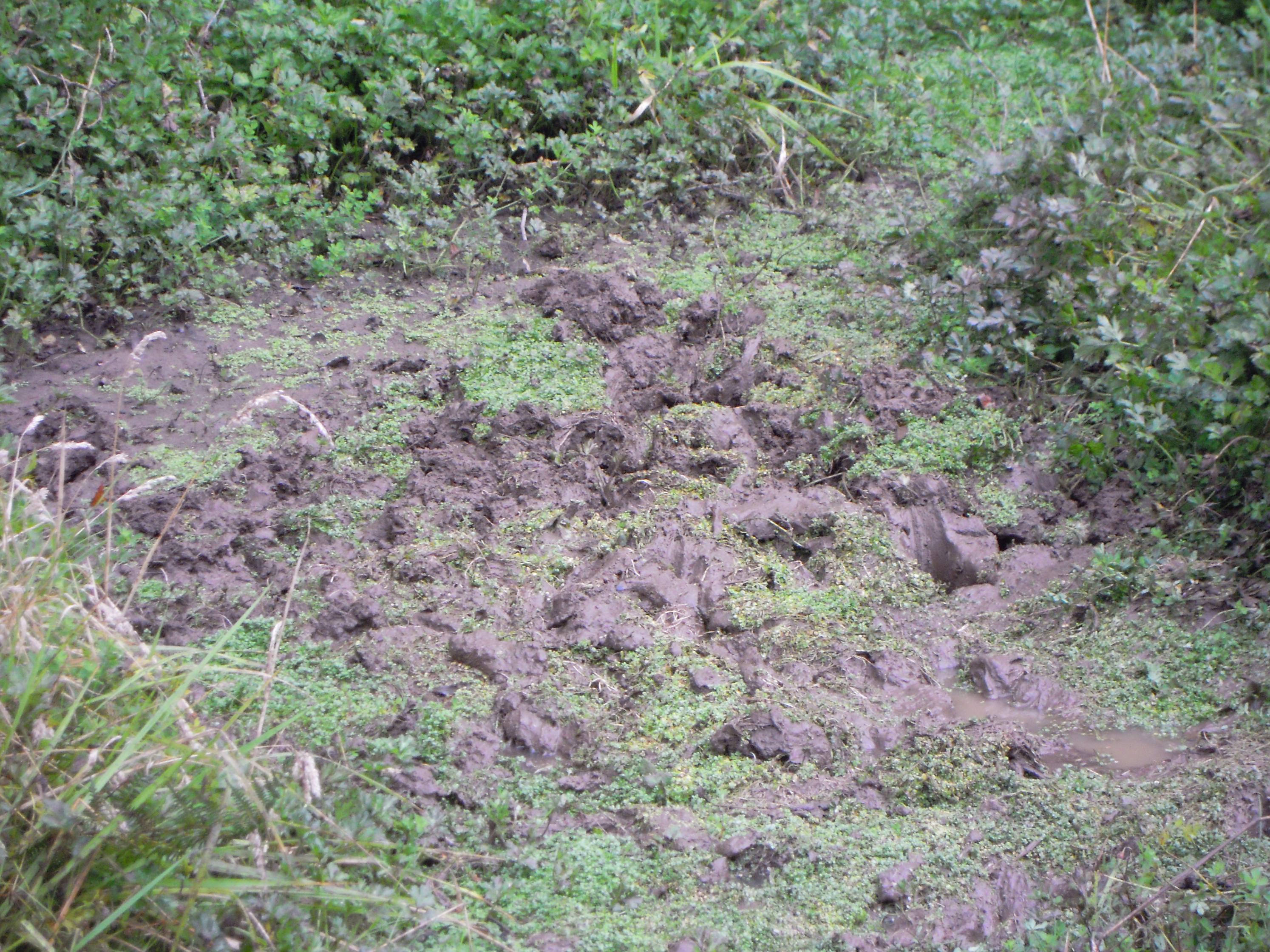 Name:  DSCN1141.jpg
Views: 530
Size:  1.07 MB