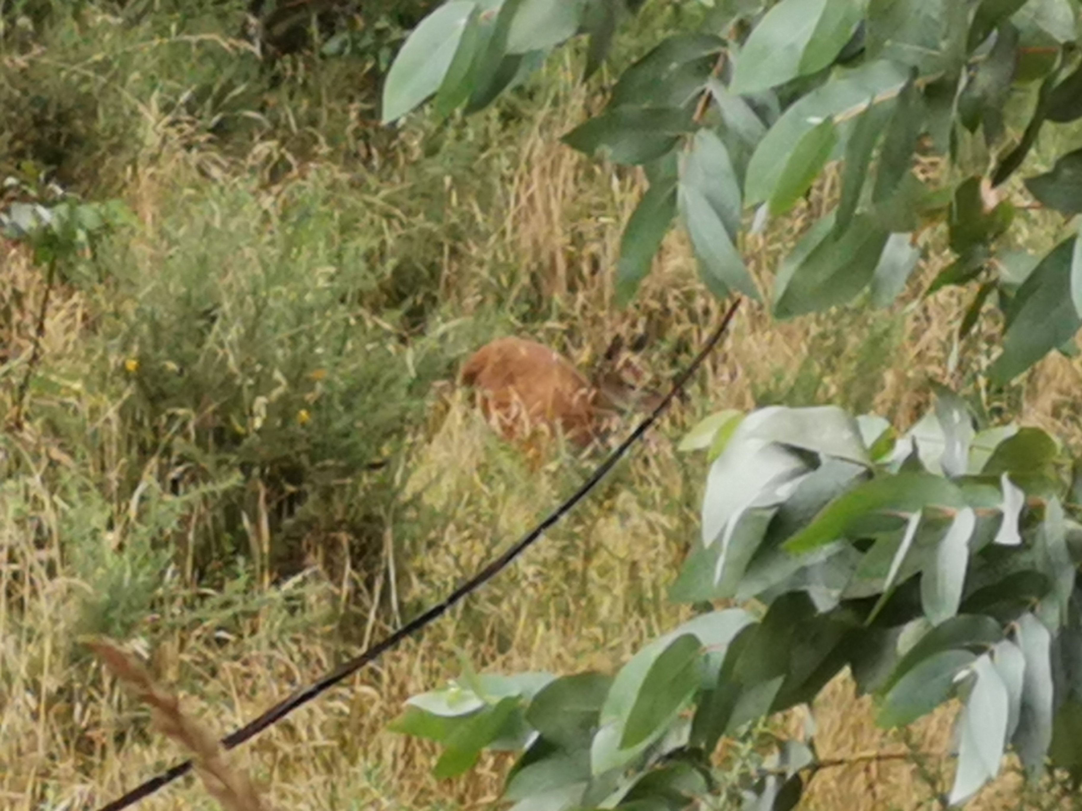 Name:  yearling.jpg
Views: 295
Size:  1.61 MB