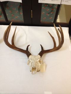 Name:  Trophy2.jpg
Views: 869
Size:  14.4 KB