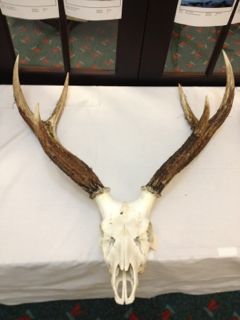 Name:  Trophy1.jpg
Views: 721
Size:  15.7 KB