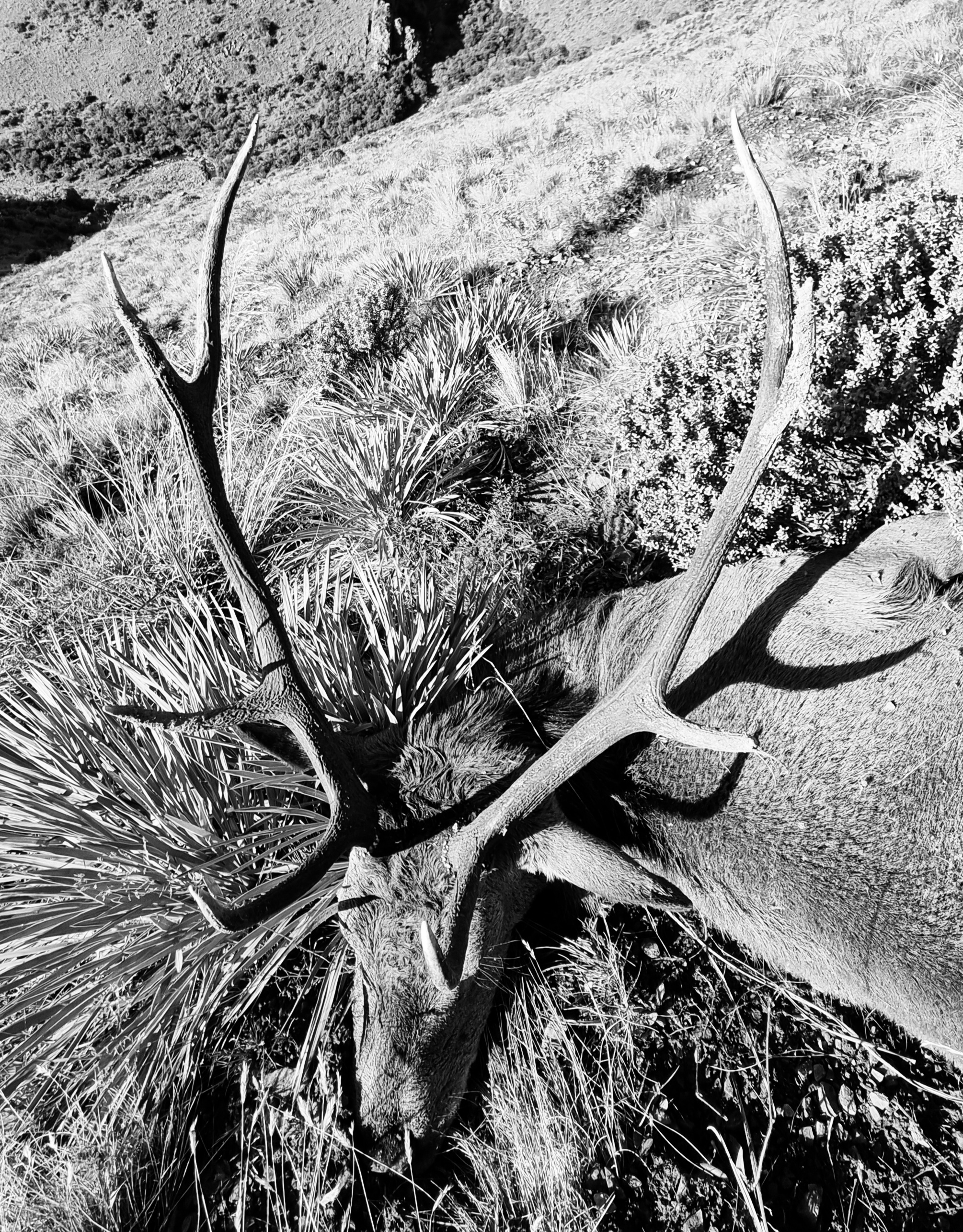 Name:  Stag2.jpg
Views: 942
Size:  2.61 MB