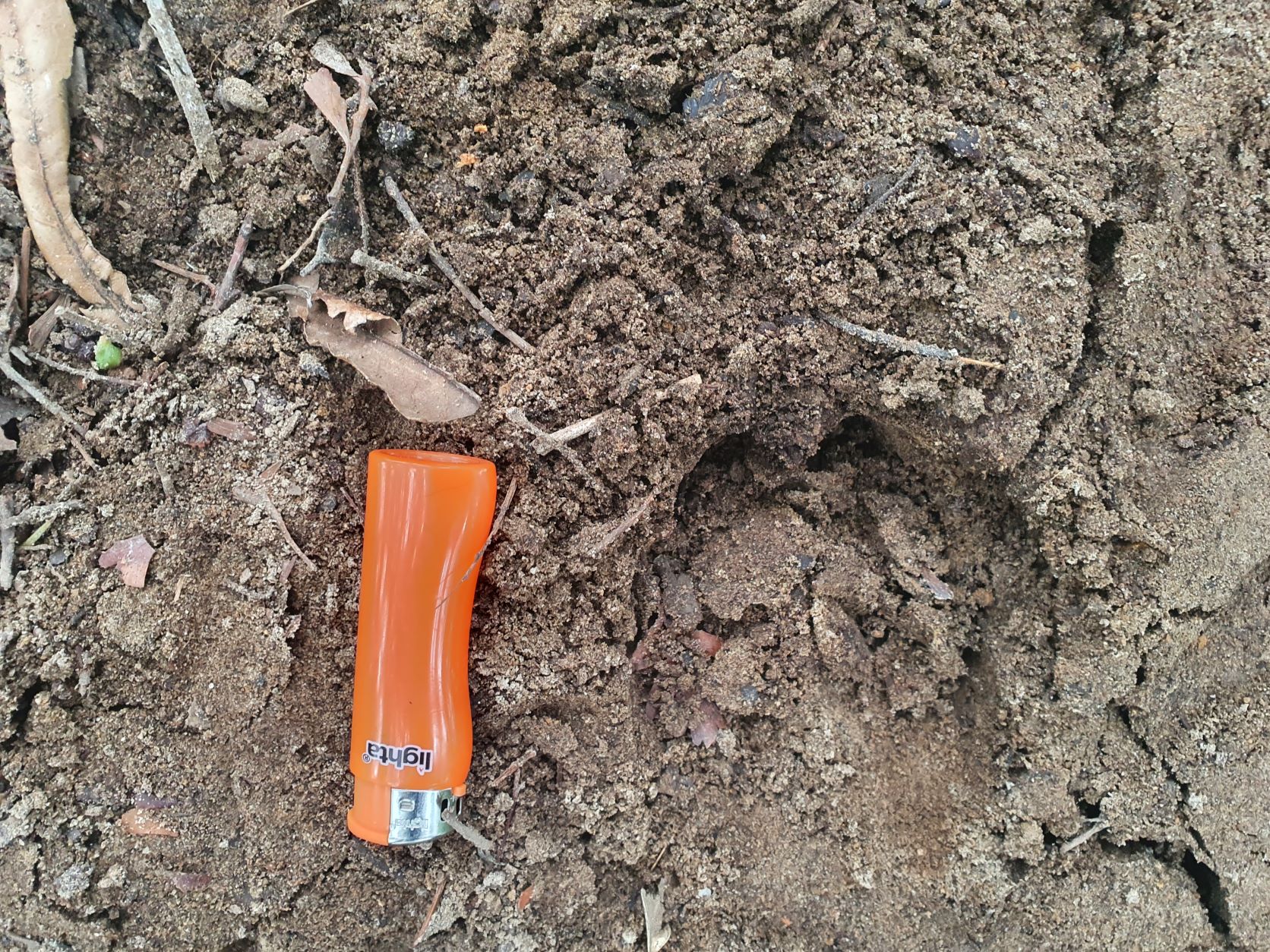 Name:  pig print.jpg
Views: 327
Size:  741.0 KB