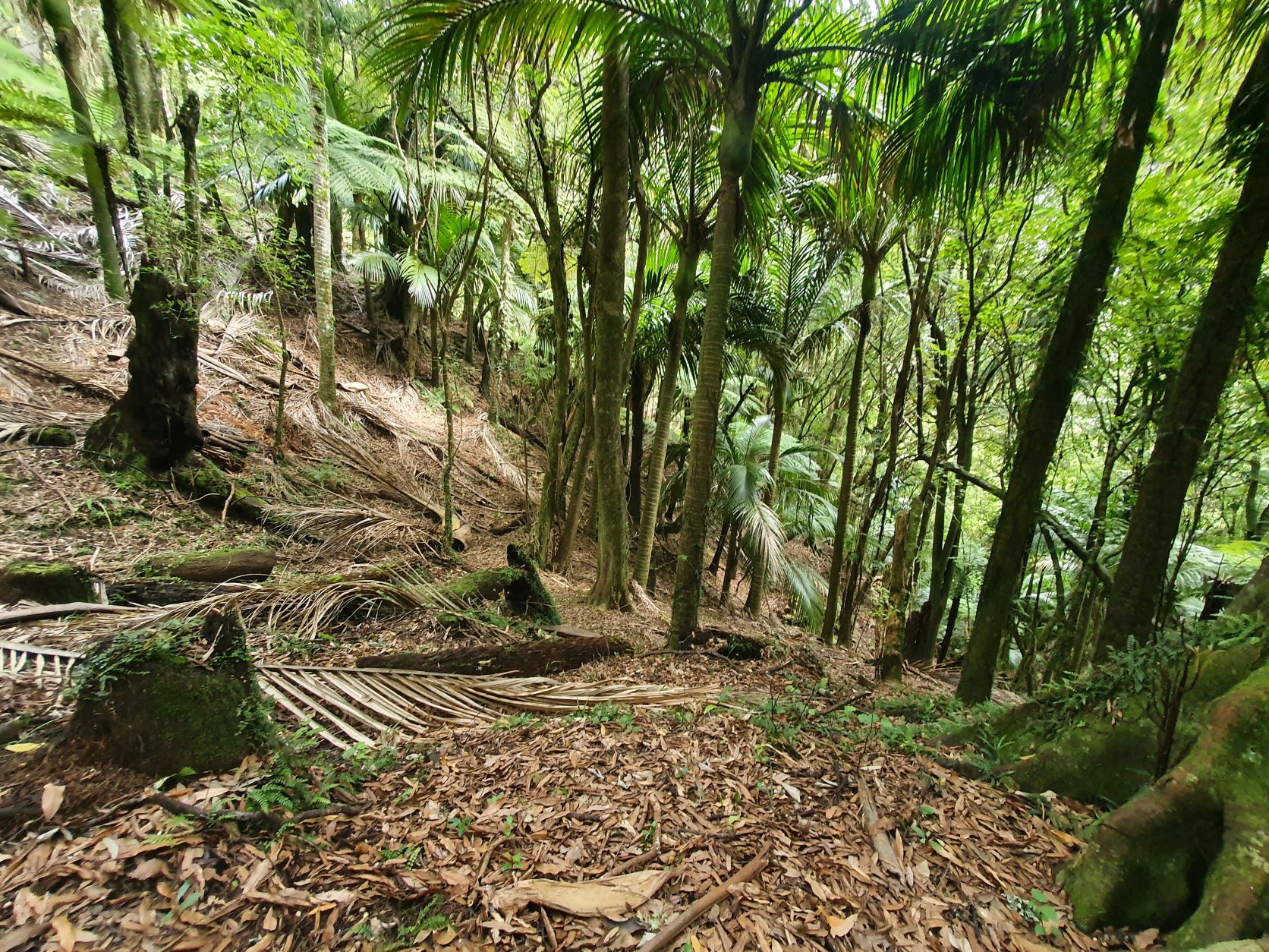 Name:  nikua forrest.jpg
Views: 294
Size:  721.1 KB