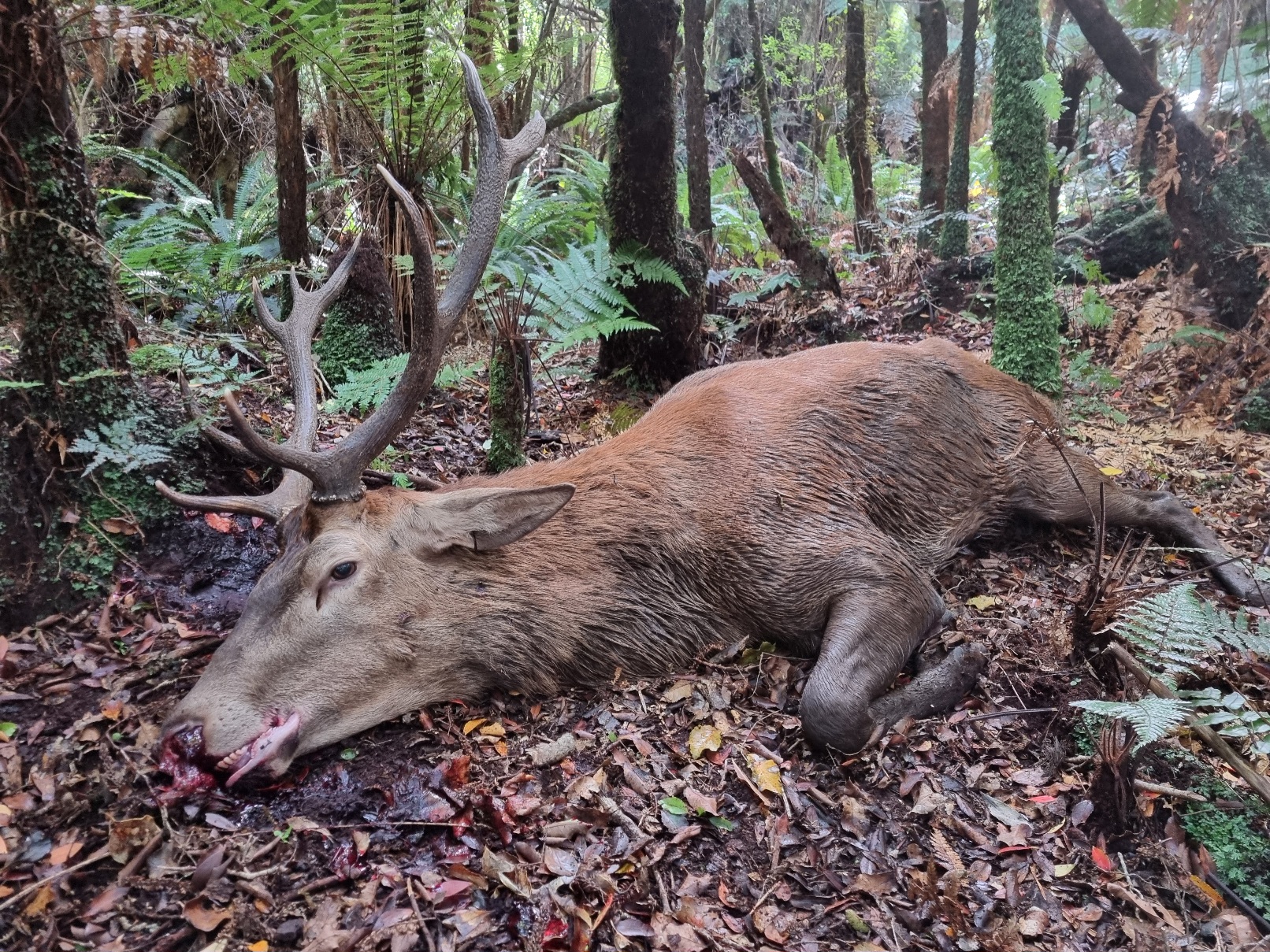 https://www.nzhuntingandshooting.co.nz/attachments/f12/222065-stags-bucks-2023-20230417_122802.jpg