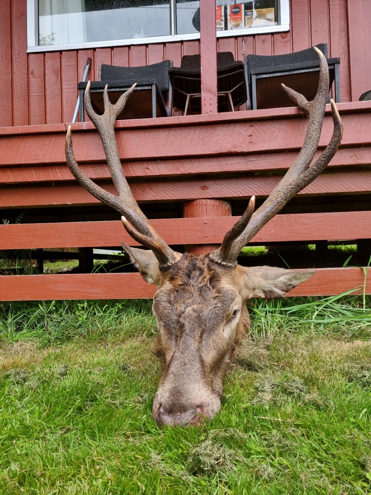 https://www.nzhuntingandshooting.co.nz/attachments/f12/222066-stags-bucks-2023-20230417_163055.jpg