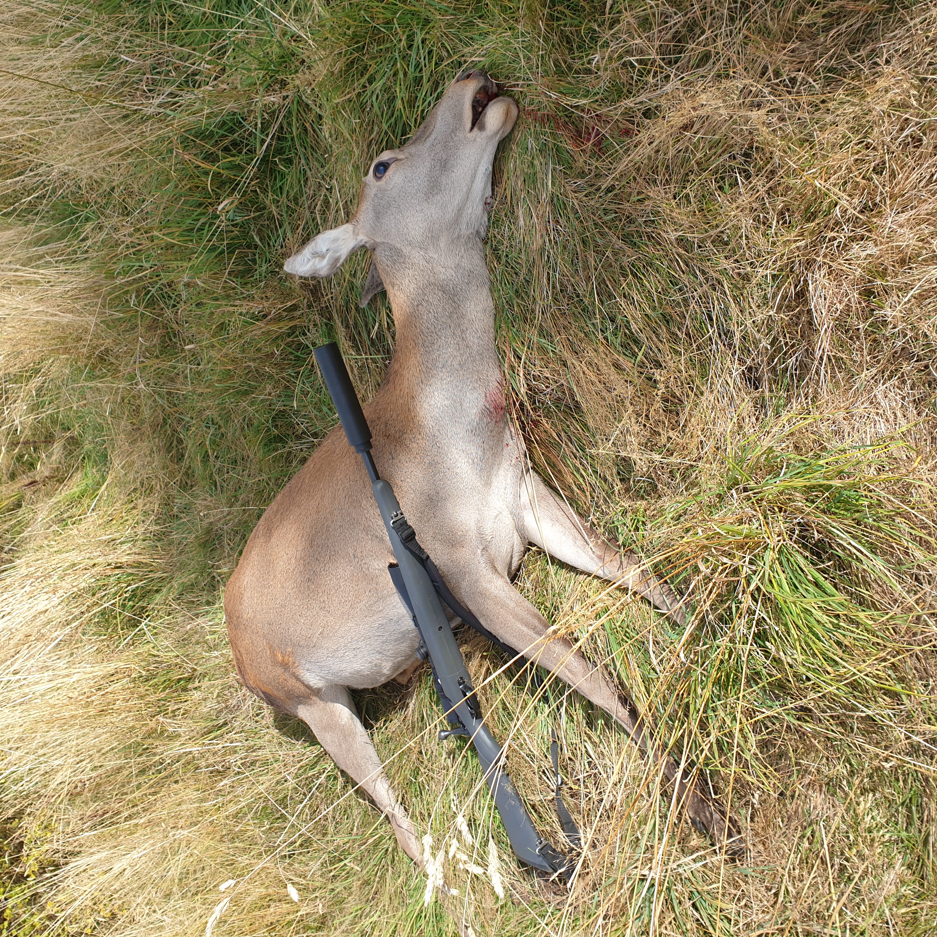 Name:  Red Hind.jpg
Views: 427
Size:  6.05 MB