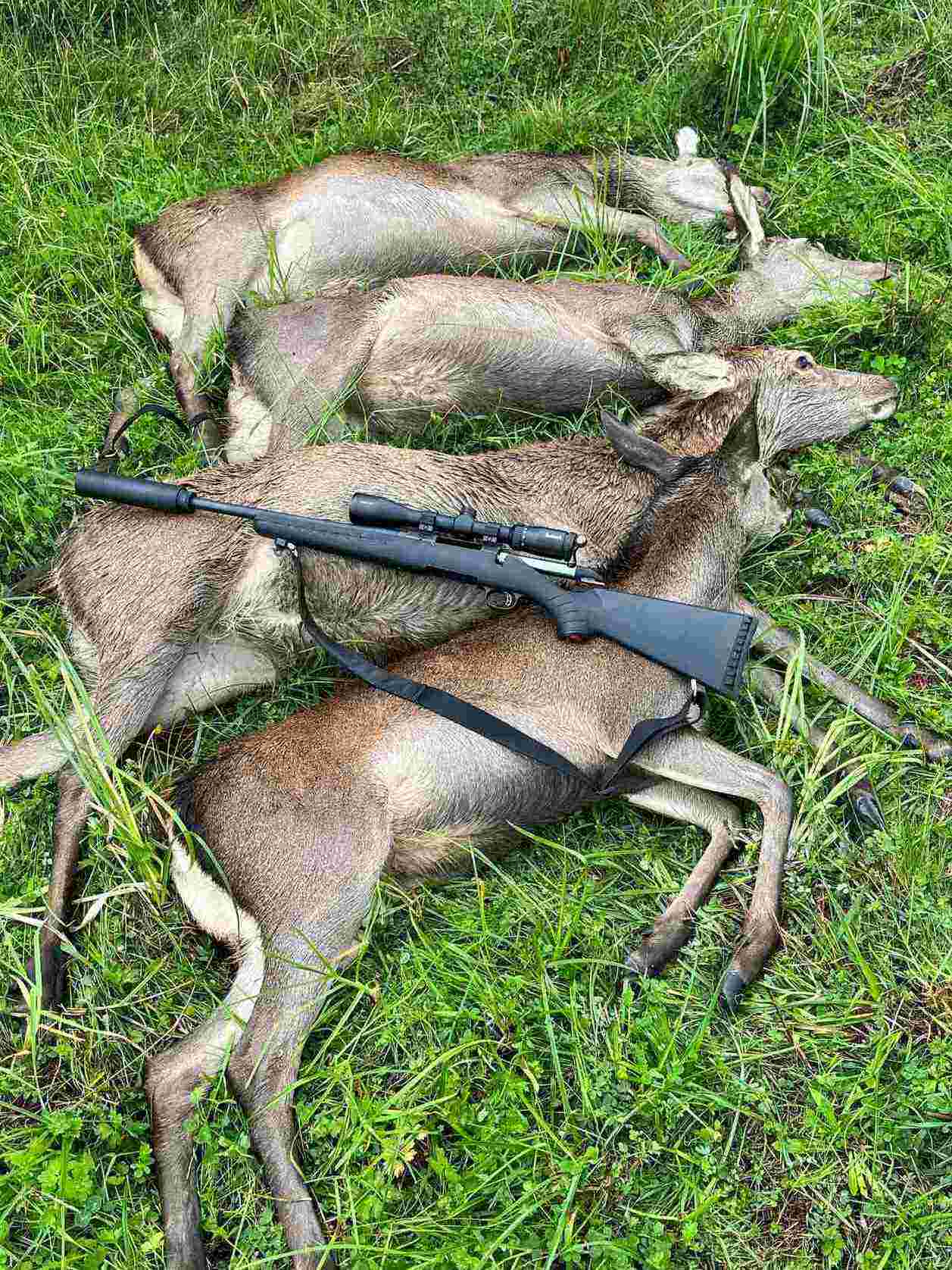 Name:  ruger american (2).jpg
Views: 771
Size:  216.3 KB