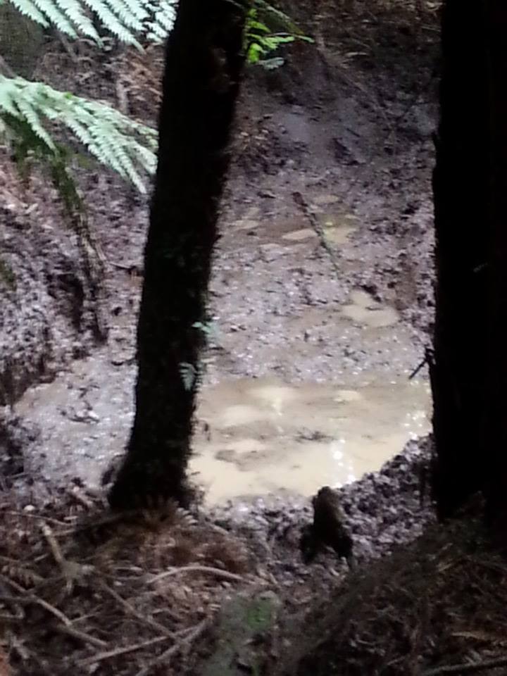 Name:  wallow.jpg
Views: 392
Size:  83.5 KB