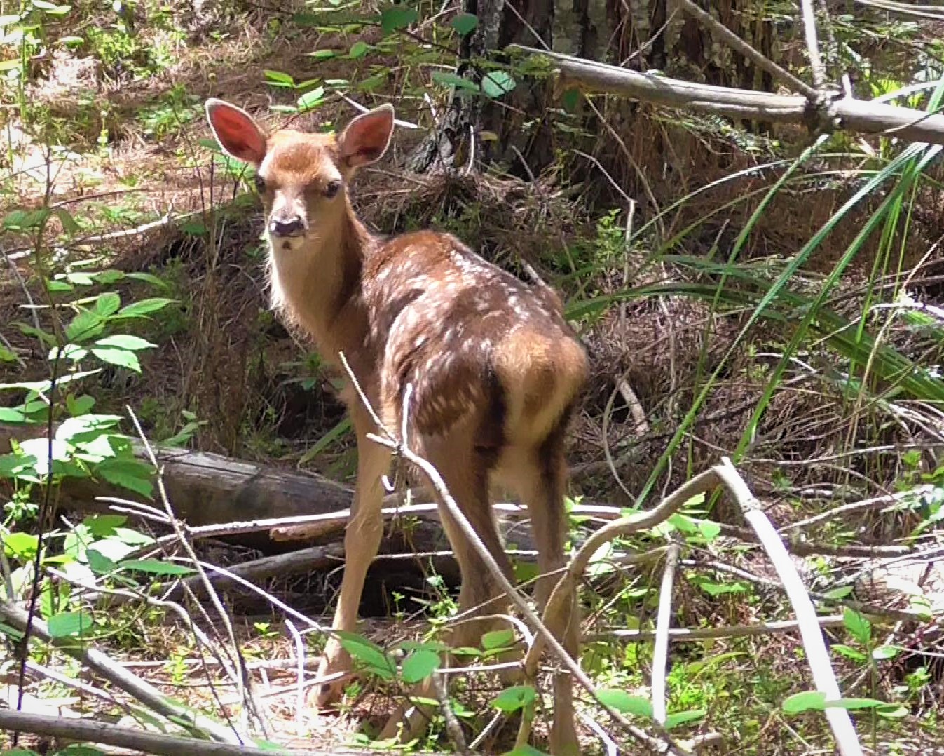Name:  fawn1 (2).jpg
Views: 701
Size:  560.2 KB