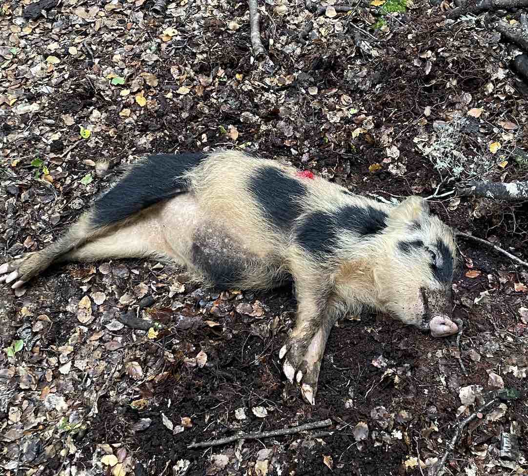 Name:  Pig.jpg
Views: 388
Size:  175.4 KB