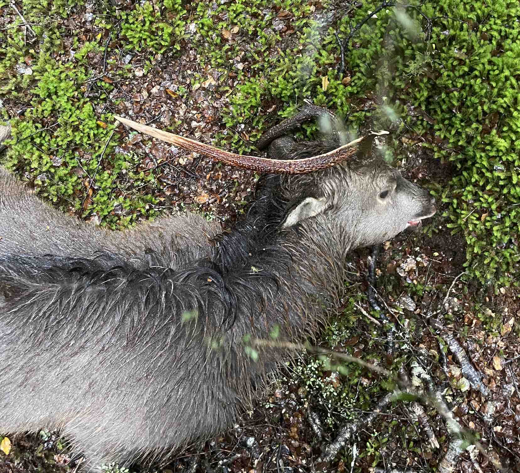 Name:  culkl stag.jpg
Views: 381
Size:  331.4 KB