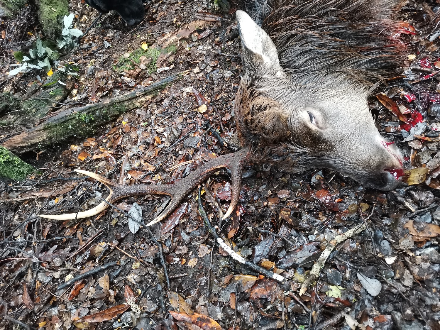 Name:  one Antler.jpg
Views: 368
Size:  1.25 MB
