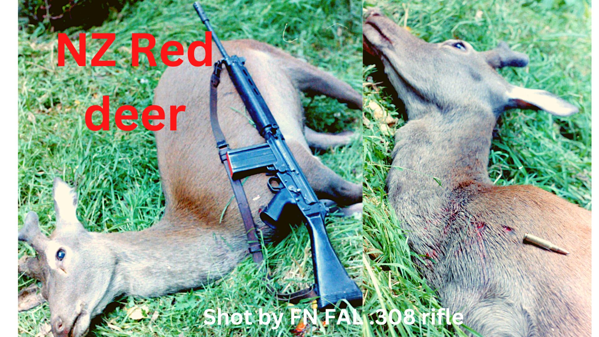 NZ Hunting and Shooting Forums