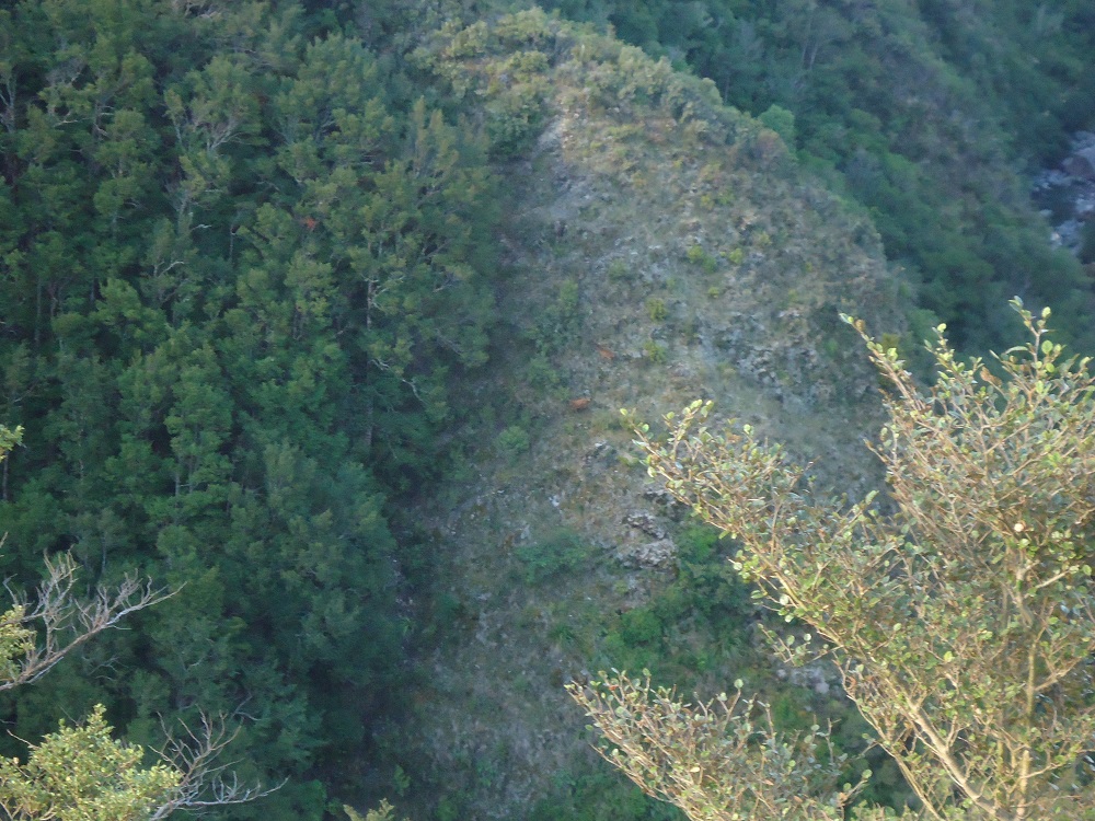 Name:  hind and yearling.jpg
Views: 656
Size:  343.8 KB