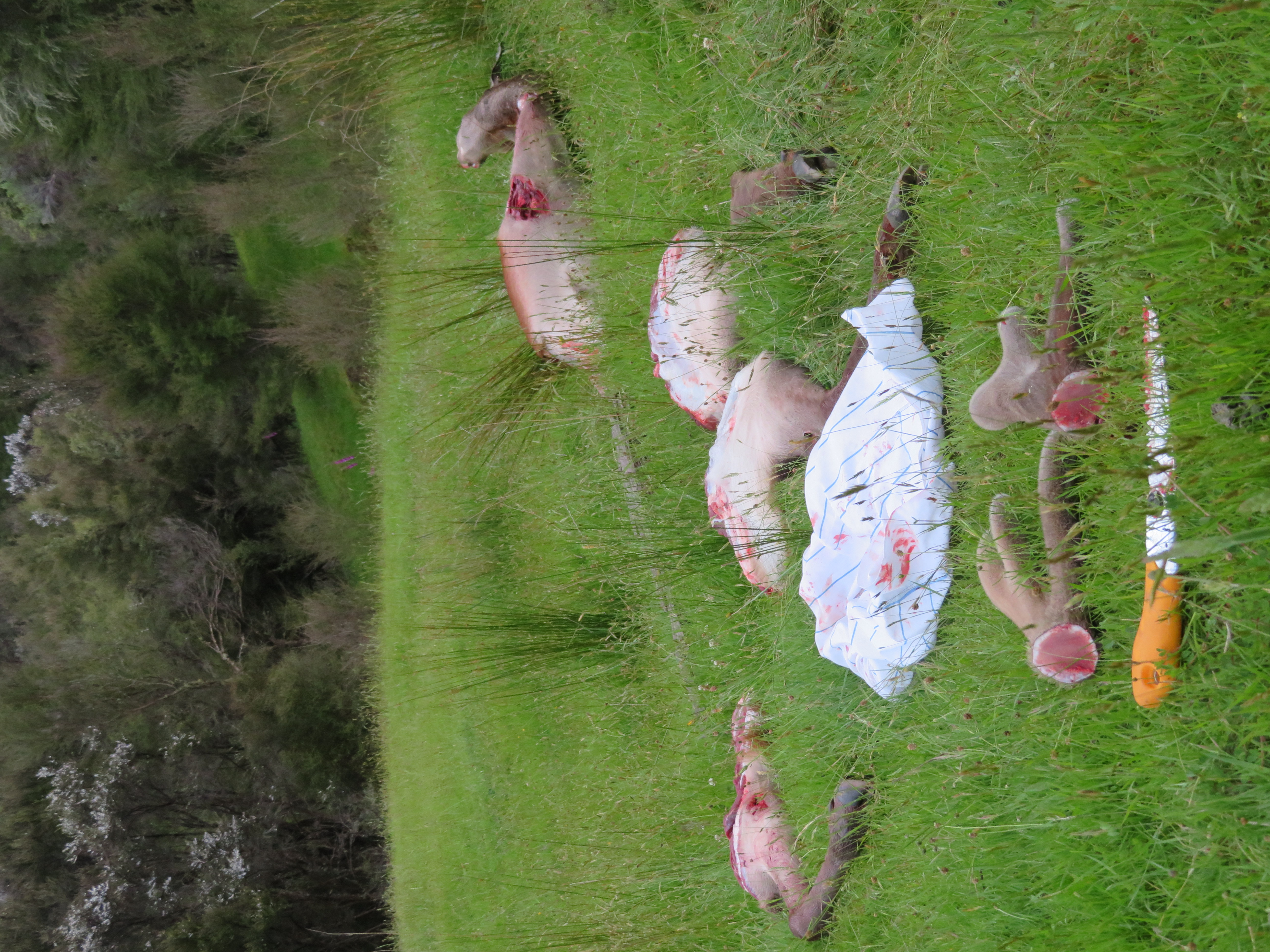 Name:  IMG_0921.JPG
Views: 598
Size:  4.90 MB