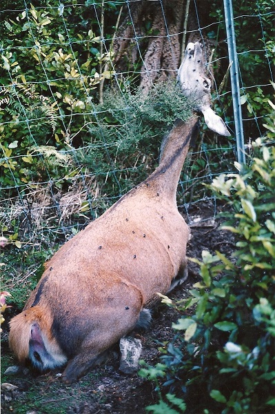 Name:  Deer Trap (2).jpg
Views: 455
Size:  184.8 KB