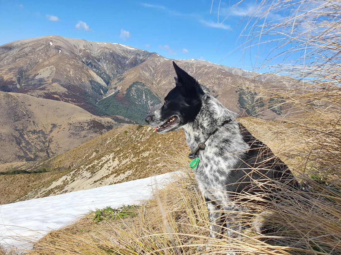 Name:  tops hunting dog 2.jpg
Views: 944
Size:  395.6 KB