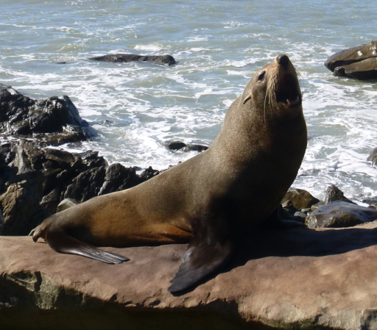 Name:  Seal.JPG
Views: 756
Size:  278.5 KB