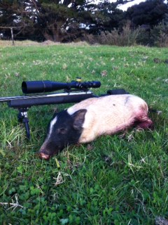 Name:  weepig.jpg
Views: 410
Size:  35.5 KB