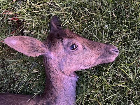 https://www.nzhuntingandshooting.co.nz/attachments/f12/234955d1696660955-pressures-off-spring-hunting-head.jpeg