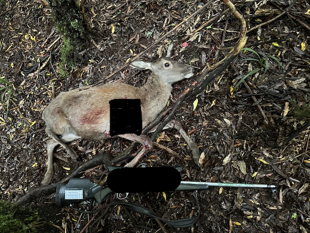 NZ Hunting and Shooting Forums