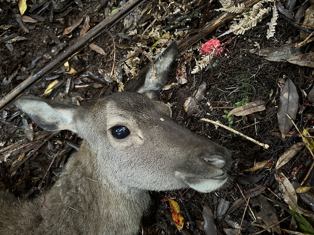 Name:  Small deer head 640.jpeg
Views: 756
Size:  547.7 KB