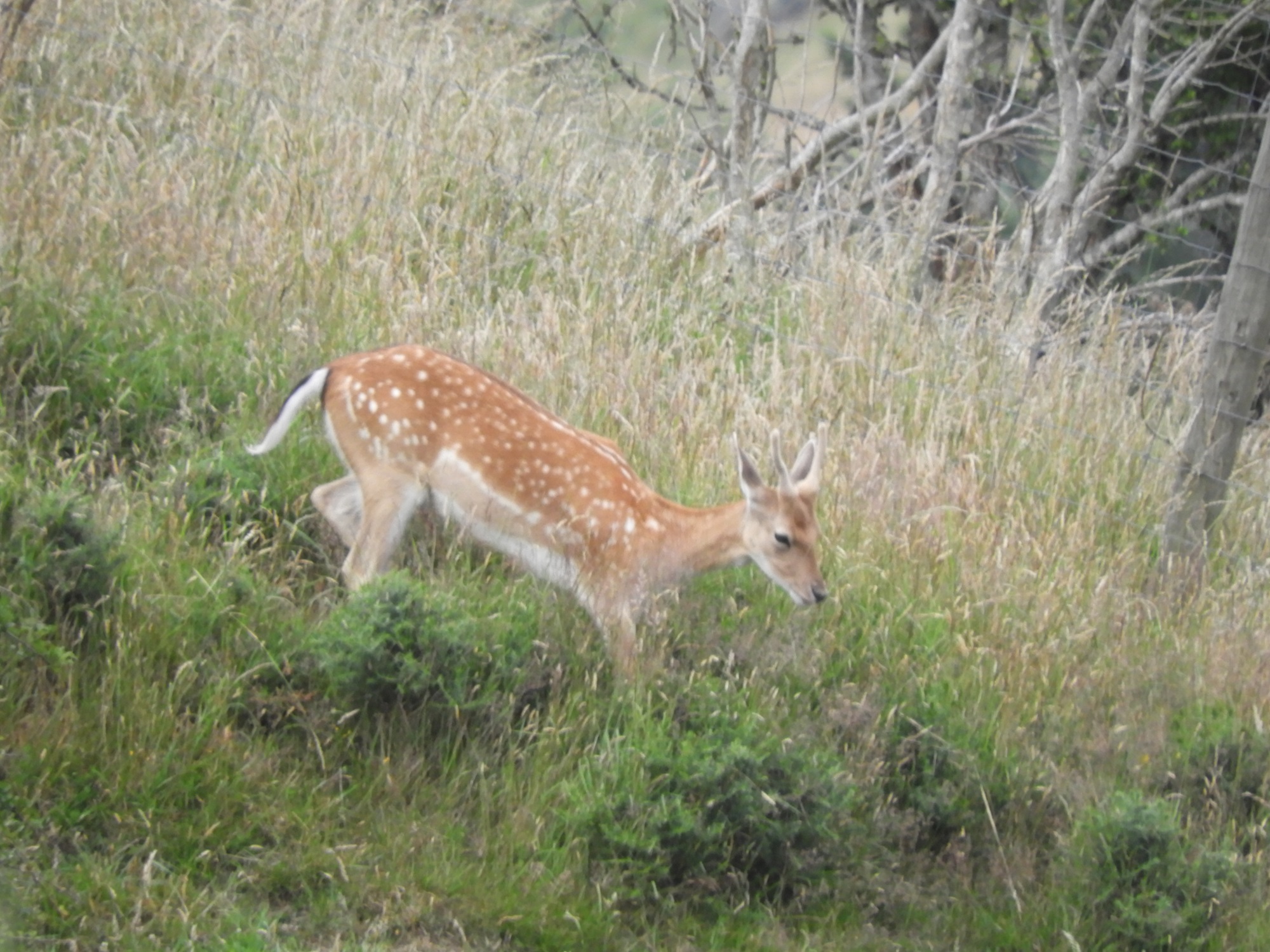 Name:  DSCN1514.JPG
Views: 445
Size:  775.5 KB