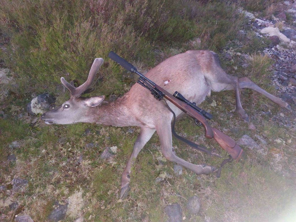 Name:  Deer smaller.jpg
Views: 397
Size:  193.5 KB