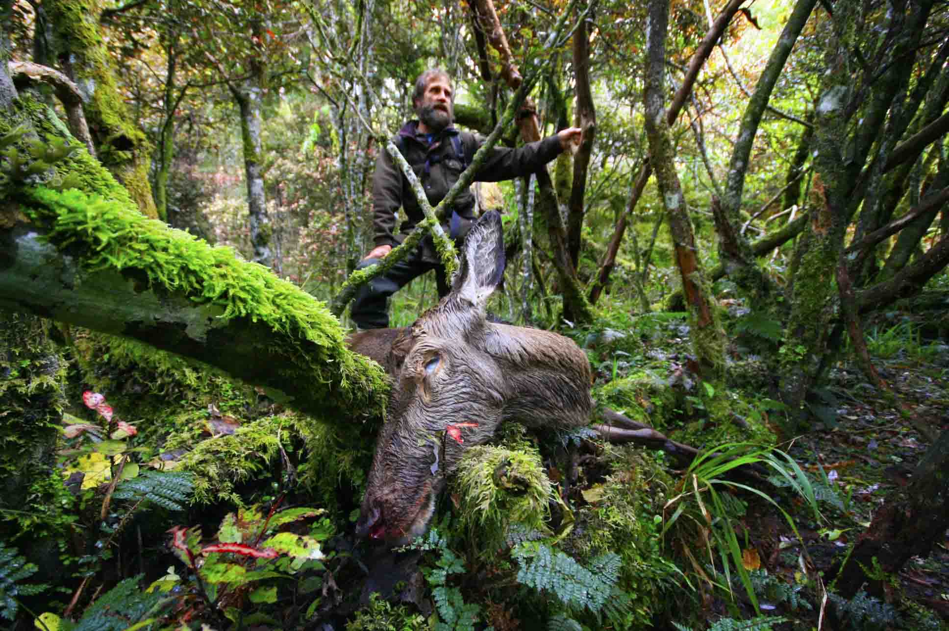 Name:  TAIHAPE DEER 1 - ALLAN SMALL.jpg
Views: 5179
Size:  185.7 KB