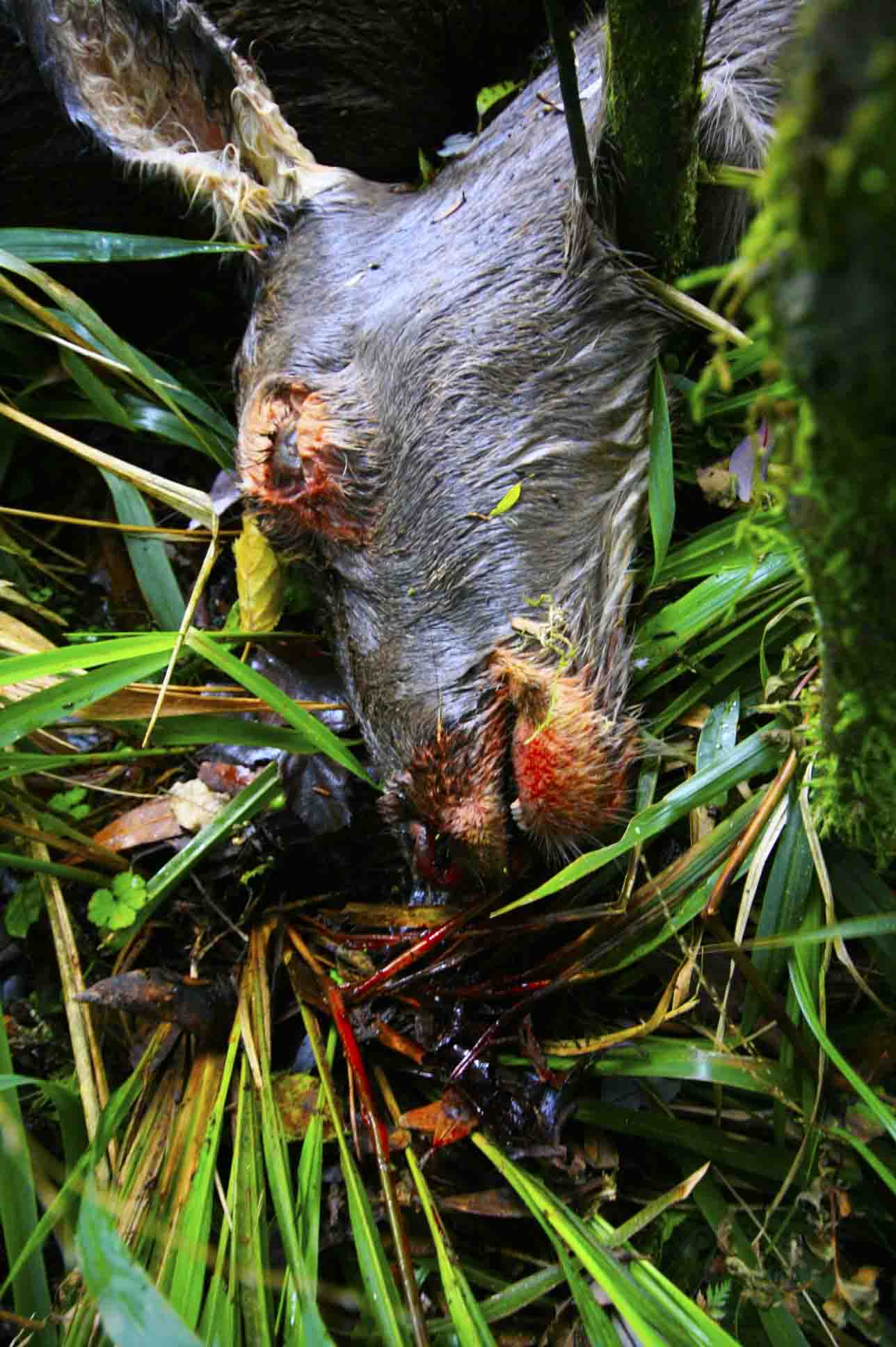 Name:  TAIHAPE DEER 2 - BLOOD CLOSE SMALL.jpg
Views: 4222
Size:  146.5 KB