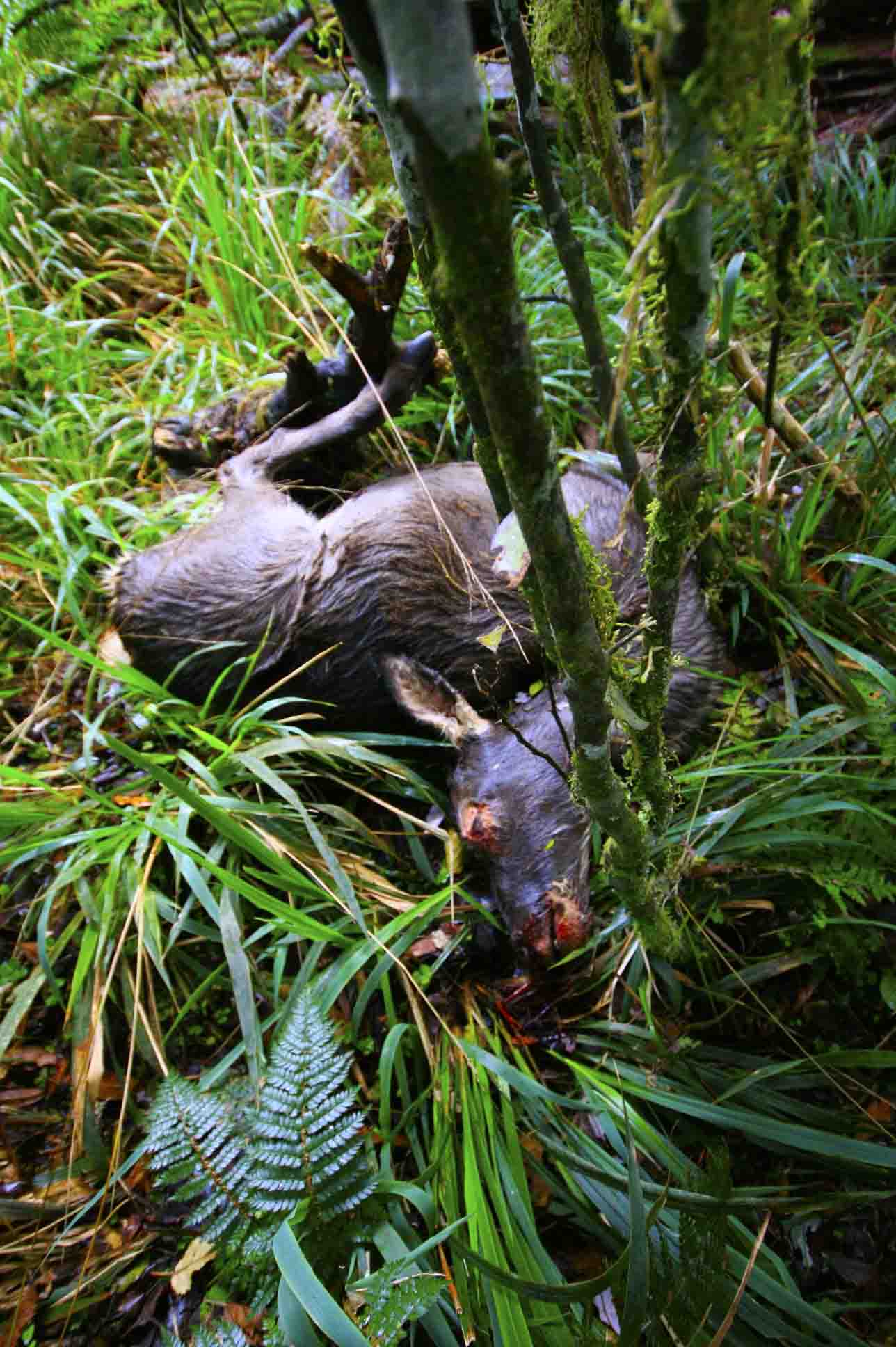 Name:  TAIHAPE DEER 2 - WIDE SMALL.jpg
Views: 4540
Size:  167.7 KB