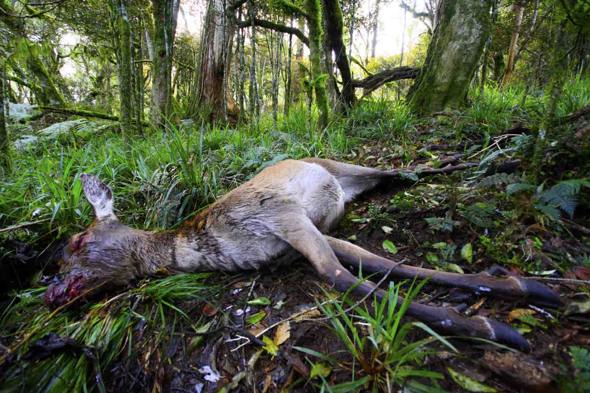 Name:  TAIHAPE DEER 7 - WIDE SMALL.jpg
Views: 8296
Size:  188.2 KB