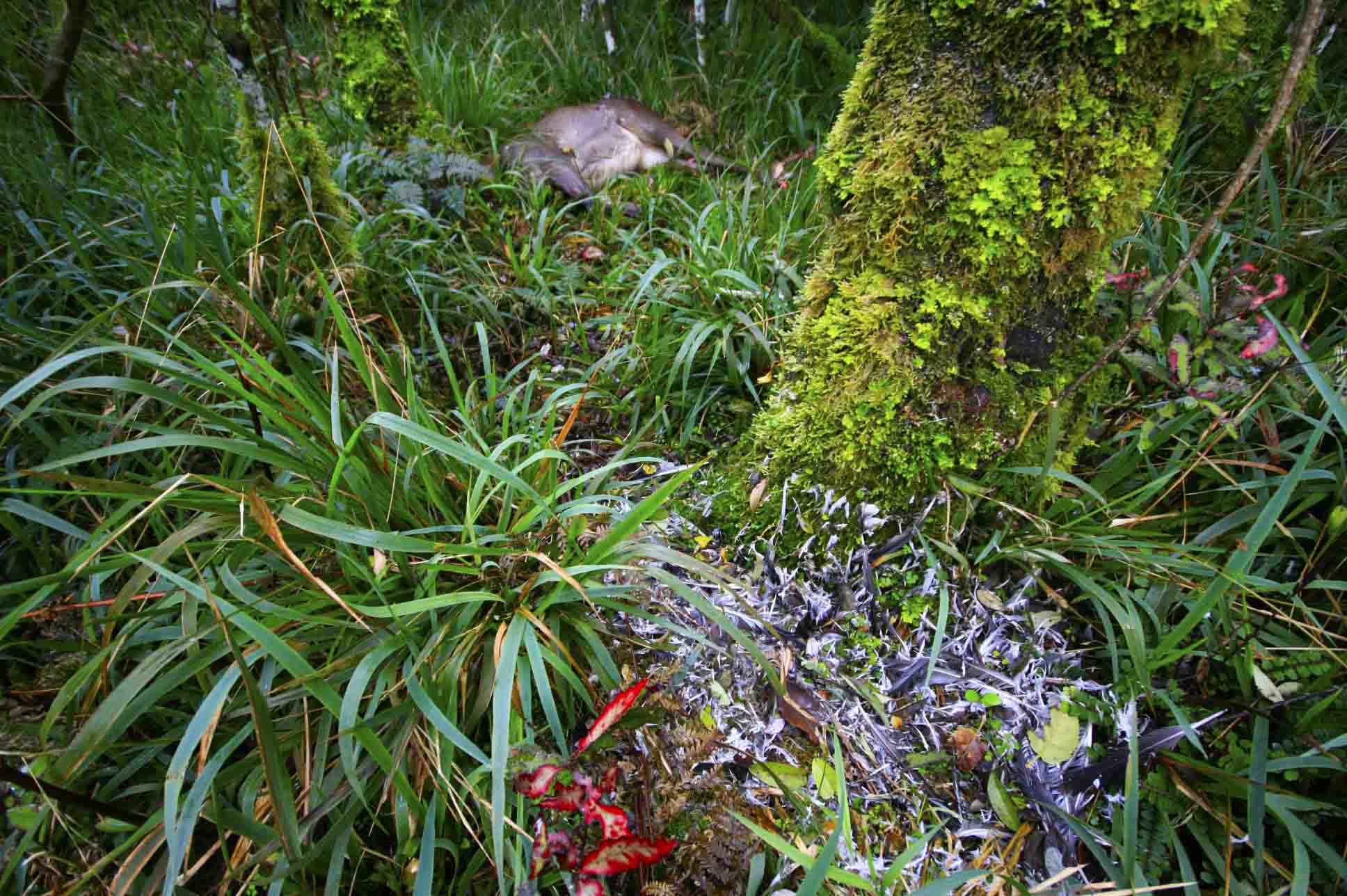 Name:  TAIHAPE DEER 9 - BIRD FEATHERS SMALL.jpg
Views: 3703
Size:  212.3 KB
