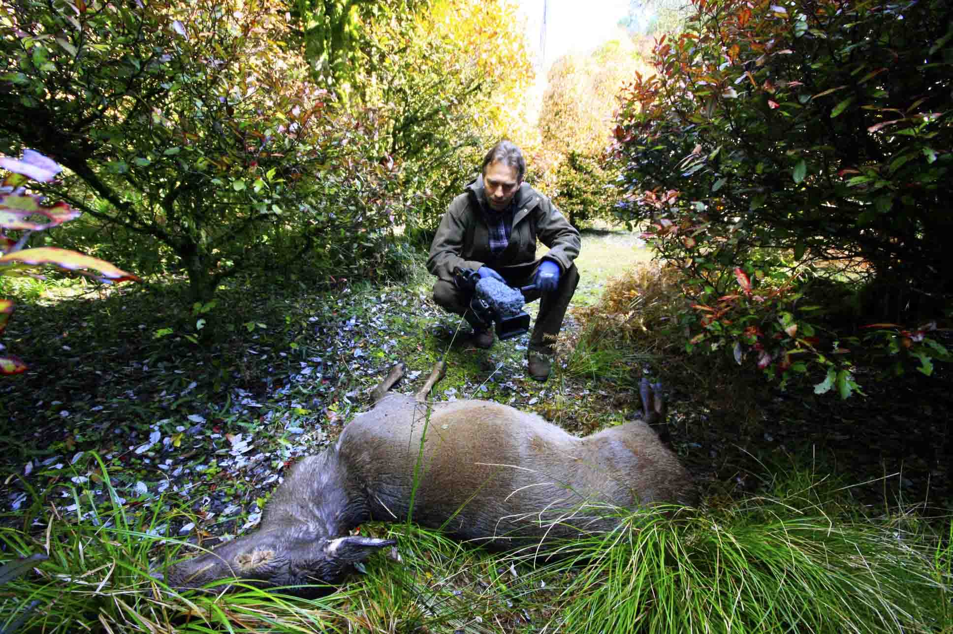 Name:  TAIHAPE DEER 10 - STEVE SMALL.jpg
Views: 5531
Size:  240.4 KB