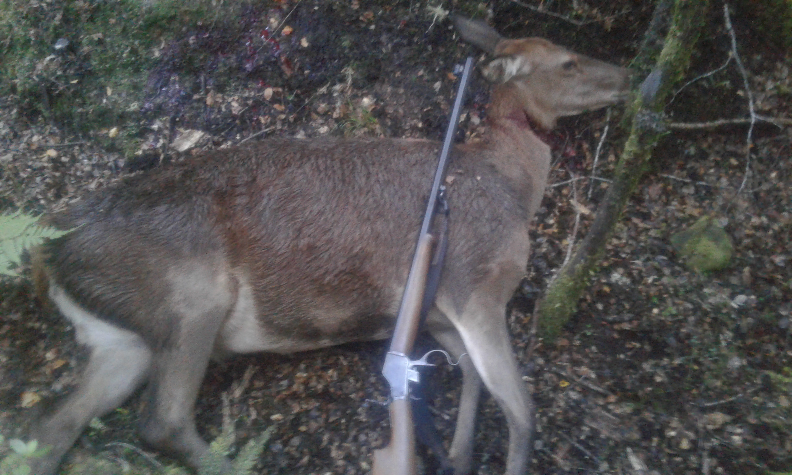 Name:  deer 1885 .jpg
Views: 585
Size:  1.52 MB