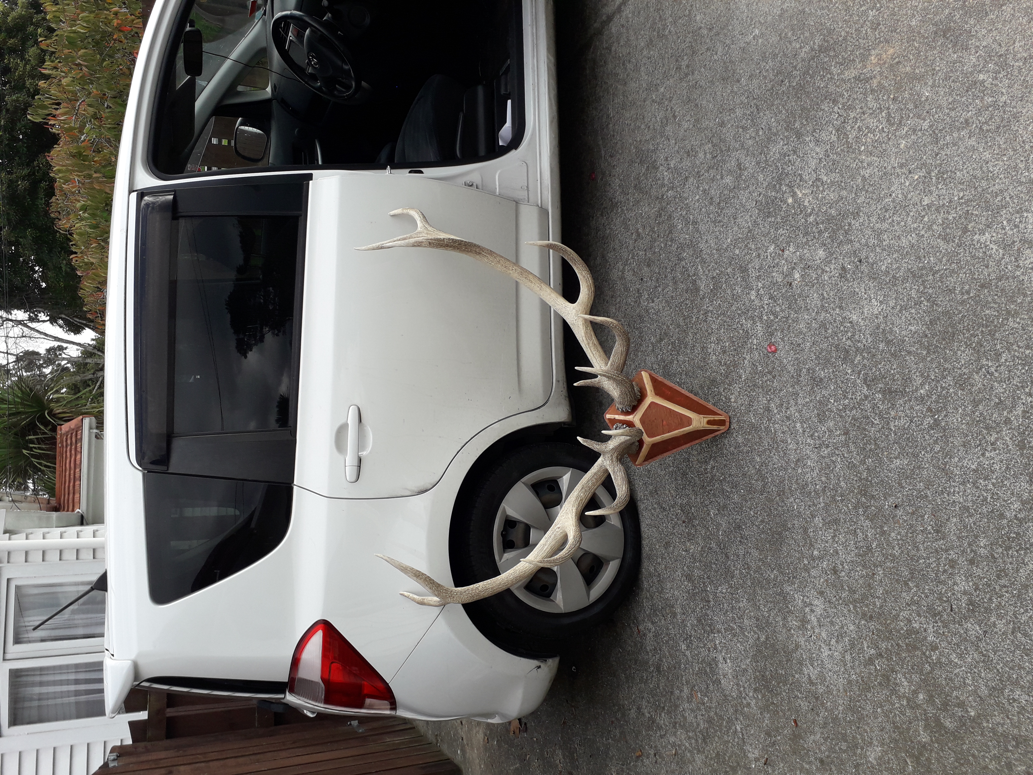 Name:  antlers.jpg
Views: 499
Size:  6.65 MB