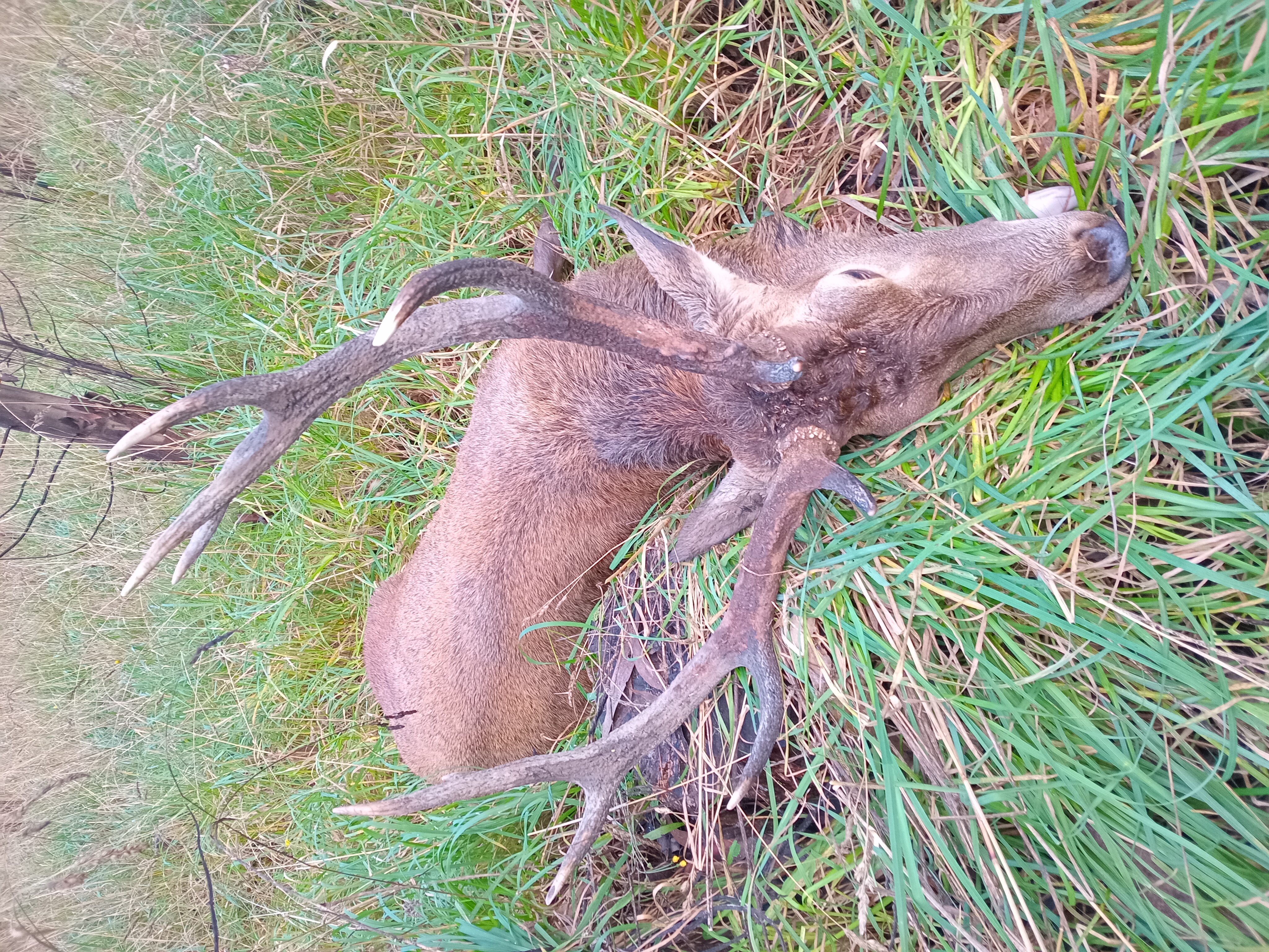 Name:  stag.jpg
Views: 917
Size:  6.02 MB