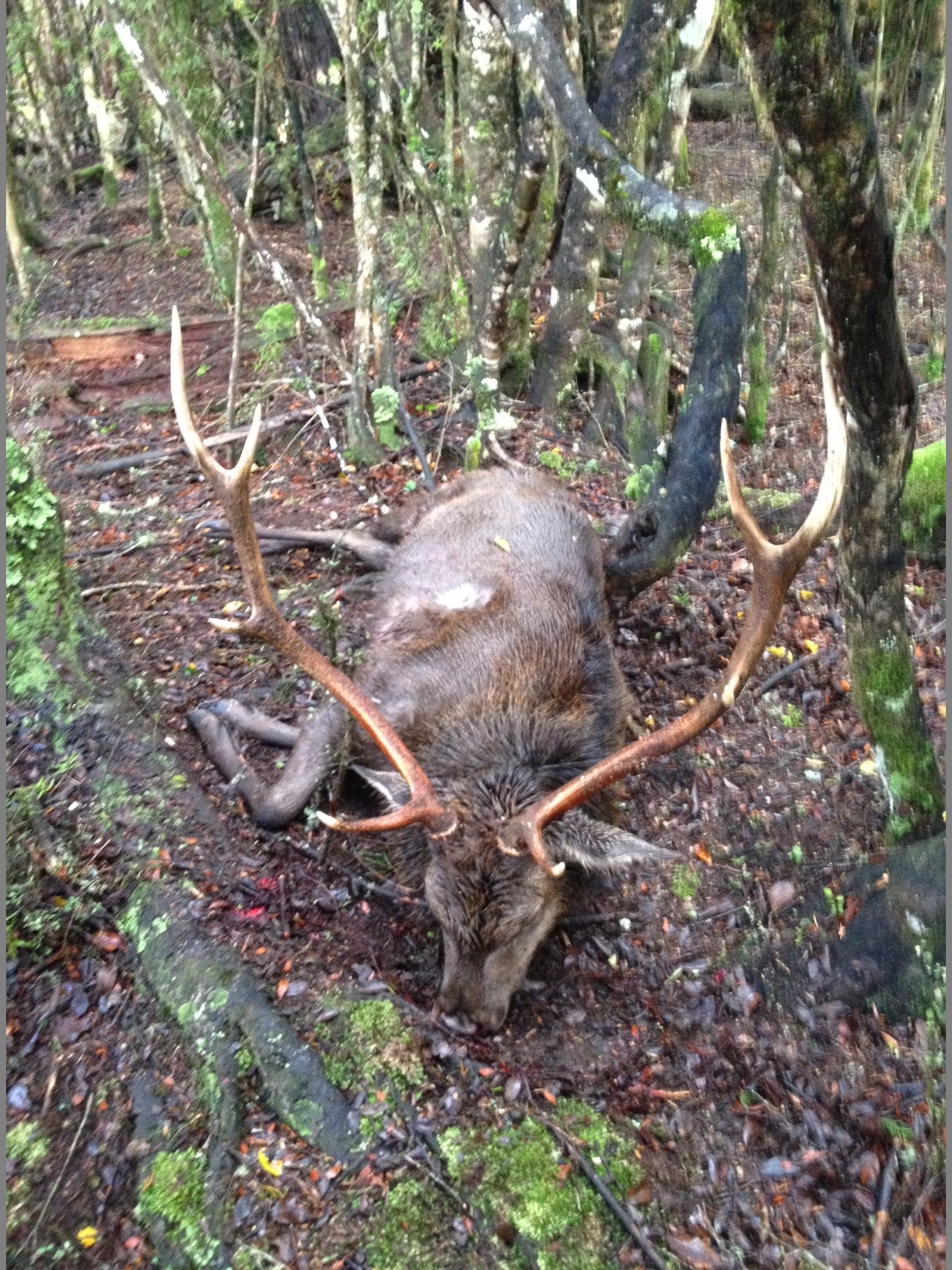 Name:  sika stag.JPG
Views: 830
Size:  731.3 KB