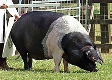 Name:  Saddleback_Sow,_Best_of_Breed_Stoneleigh_2009_(cropped).jpg
Views: 540
Size:  16.7 KB
