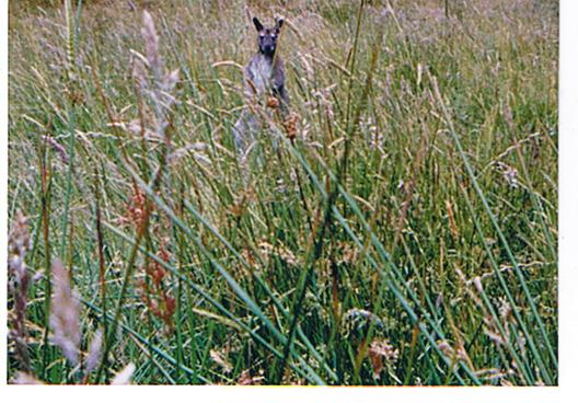 Name:  redneck wallaby1.jpg
Views: 175
Size:  55.5 KB