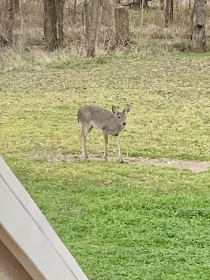 Name:  Texas Deer 1.jpg
Views: 135
Size:  122.6 KB