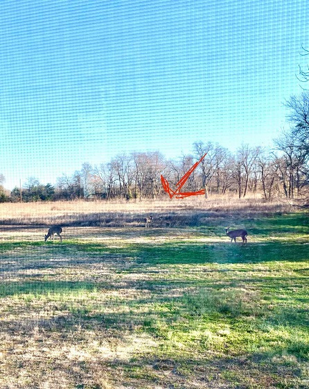 Name:  Texas Deer 2.jpg
Views: 132
Size:  153.7 KB